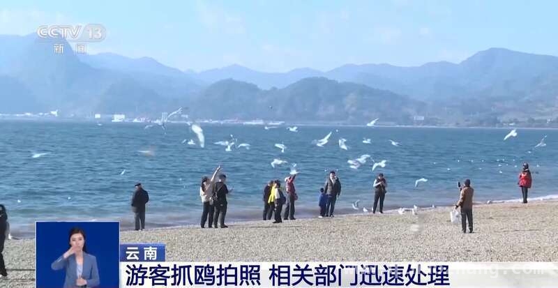 守护红嘴鸥，共赴文明人鸥之约，昆明红嘴鸥北归，人鸥和谐引关注