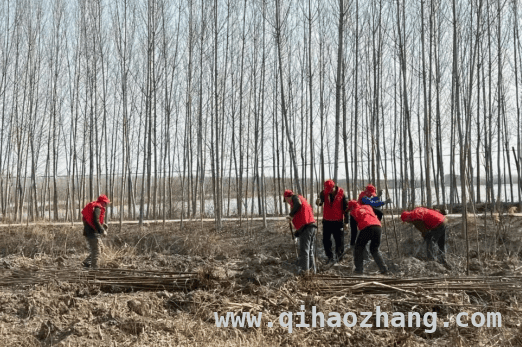 第47个植树节前夕，曹妃甸五农场团委引领青年播撒绿色希望 义务植树活动：曹妃甸青年为美好家园添绿增彩