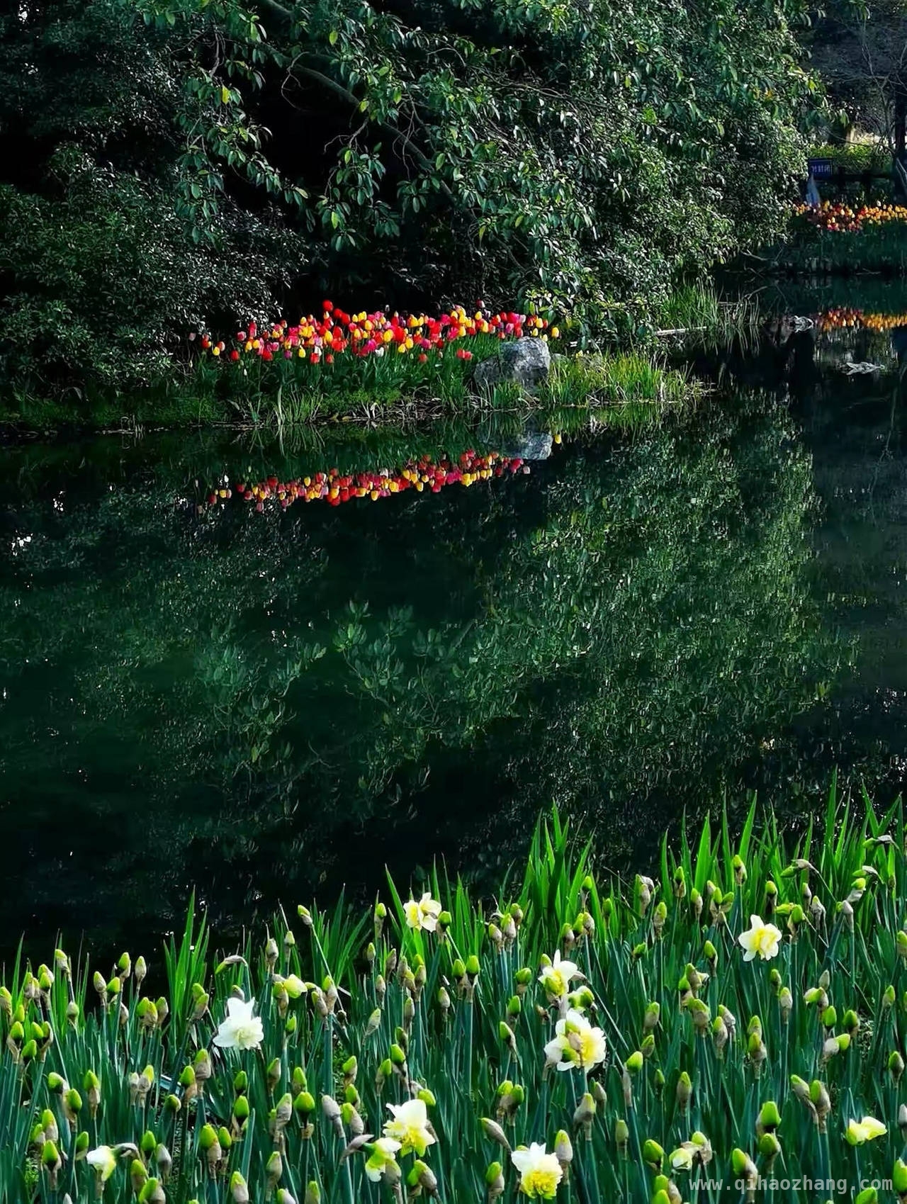 花朝踏春，太子湾郁金香独领春之风采