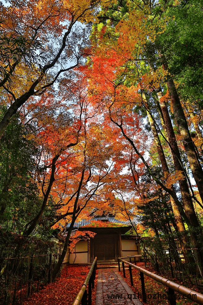 解锁京都大德寺，领略枯山水与四季风物交融之美 走进京都大德寺，感受“一寺四院”的禅意秘境