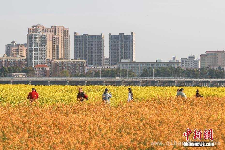 扬子洲油菜花海盛开，民众共赴春日之约