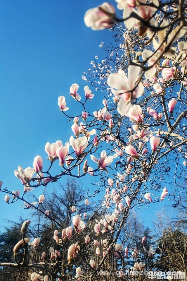 邂逅青岛中山公园早开玉兰，感受春日浪漫，青岛中山公园：早开玉兰傲立枝头，美翻啦！