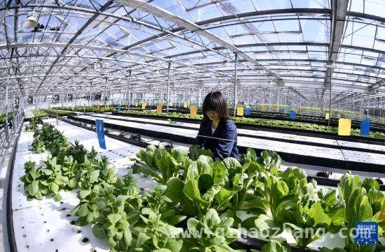 科技赋能！传统农业在朝来农艺园变身数字新模样