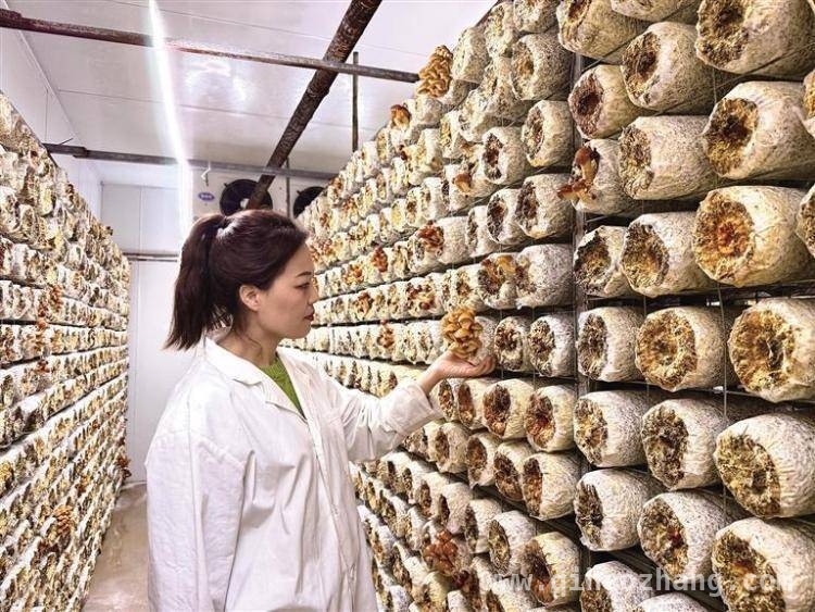知君菌业：在国内外市场绽放食用菌产业的无限可能，探秘知君菌业：食用菌全产业链服务的开拓者