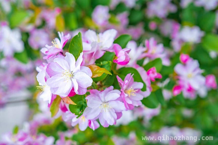 轻松分辨春花，开启赏花新体验