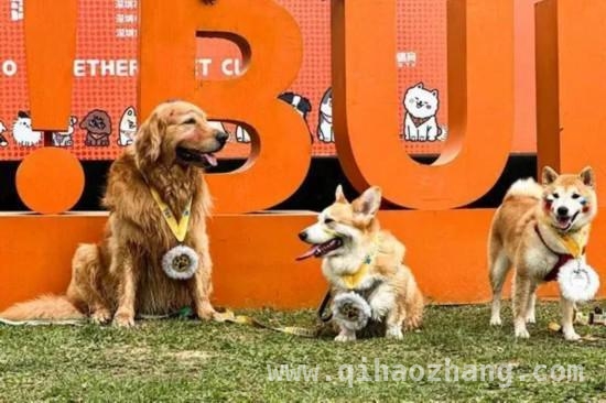 萌娃与爱犬齐上阵，深圳户外运动赛事超燃来袭，3月深圳：斯巴达与狗巴迪赛事共绘运动盛景