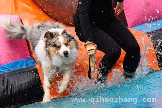 萌娃与爱犬齐上阵，深圳户外运动赛事超燃来袭，3月深圳：斯巴达与狗巴迪赛事共绘运动盛景