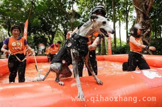 萌娃与爱犬齐上阵，深圳户外运动赛事超燃来袭，3月深圳：斯巴达与狗巴迪赛事共绘运动盛景