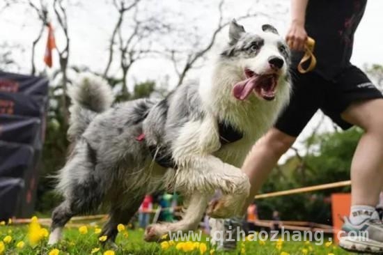 萌娃与爱犬齐上阵，深圳户外运动赛事超燃来袭，3月深圳：斯巴达与狗巴迪赛事共绘运动盛景