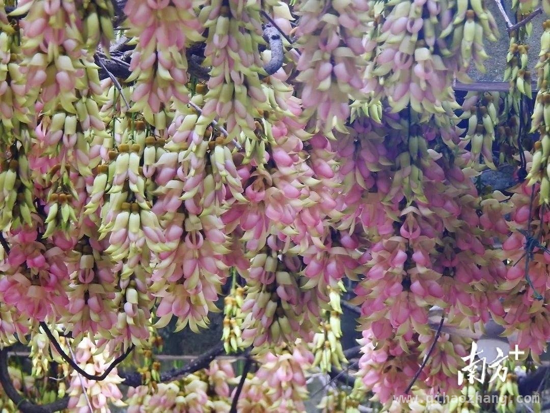 春日江门，从花海到山海的诗意之约