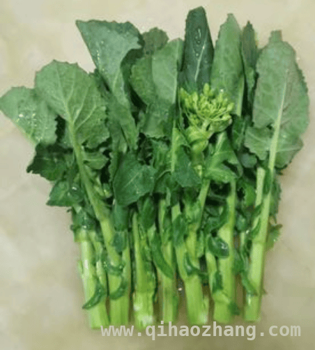 “板蓝根青菜”现身阳江市场，是蔬菜还是药材？