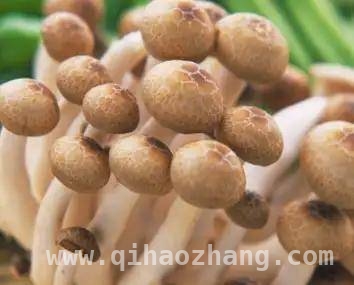 口蘑——补钾界的“超级明星”与美味食谱