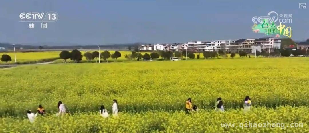 枣阳桃花烂漫开，科技赋能产业兴 枣阳桃花与宁都油菜，农文旅融合新典范