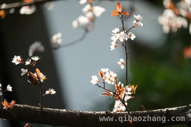 古猗园红叶李盛景，感受正能量之美