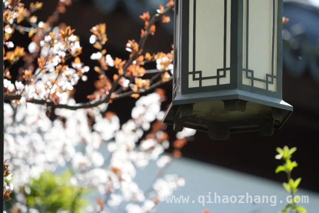 古猗园红叶李盛景，感受正能量之美