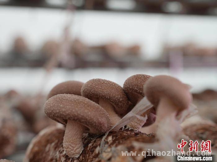 科技赋能，贺州农村妇女盘活一方香菇产业，从香菇种植“小白”到科技特派员，贺州罗艳婷的逆袭之路