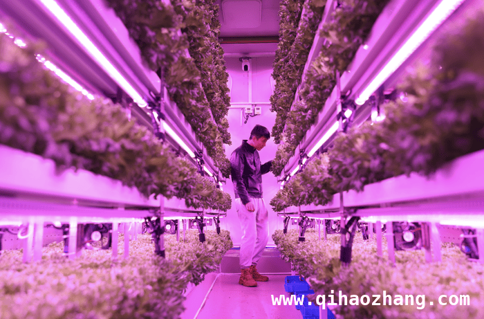 拼多多2024财报亮眼，新质商家引领高质量发展新时代，2024拼多多财报背后：新质商家推动平台高质量跃升