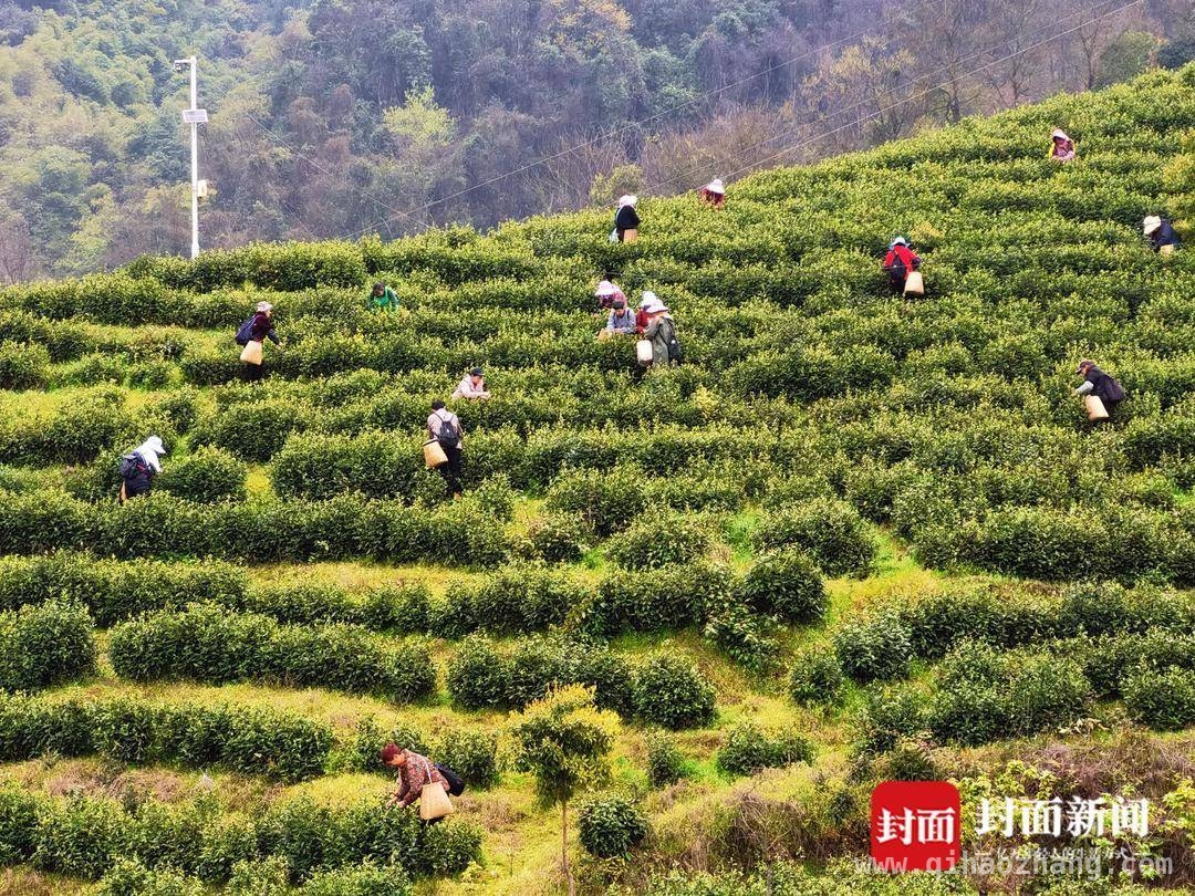创新赋能，大竹白茶从“川东名片”迈向“全国标杆” 第九届“大竹白茶”喊山开茶节：奏响产业集群发展强音