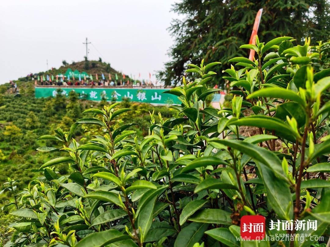创新赋能，大竹白茶从“川东名片”迈向“全国标杆” 第九届“大竹白茶”喊山开茶节：奏响产业集群发展强音