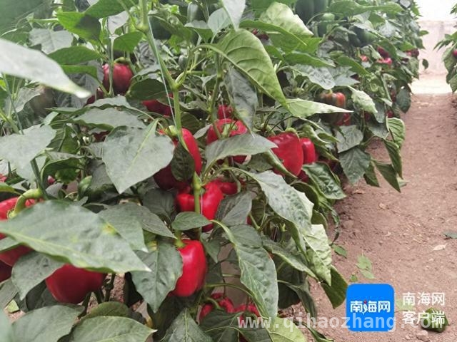 历史性突破！我国甜椒“京椒9”在美国授权，意义非凡