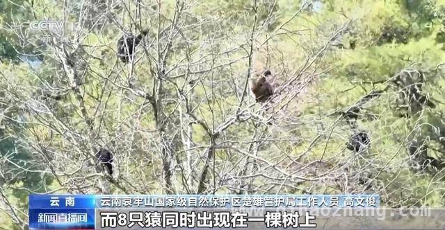 惊！云南哀牢山现“八猿同框”奇景