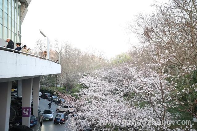 2025虹口都市樱花节浪漫启幕，邂逅春日繁花盛宴，跟着赏樱地图，打卡2025虹口都市樱花节