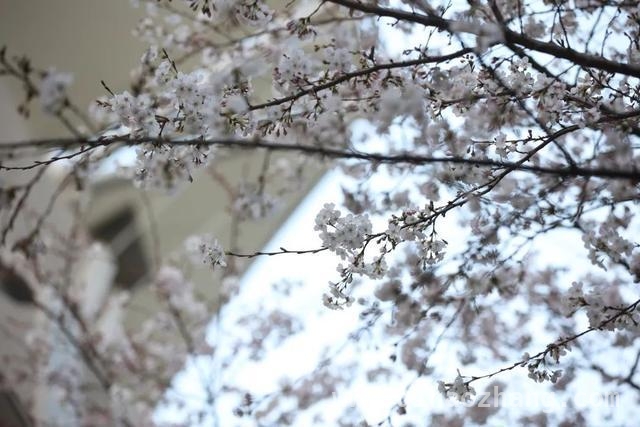 2025虹口都市樱花节浪漫启幕，邂逅春日繁花盛宴，跟着赏樱地图，打卡2025虹口都市樱花节