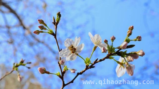 2025虹口都市樱花节浪漫启幕，邂逅春日繁花盛宴，跟着赏樱地图，打卡2025虹口都市樱花节
