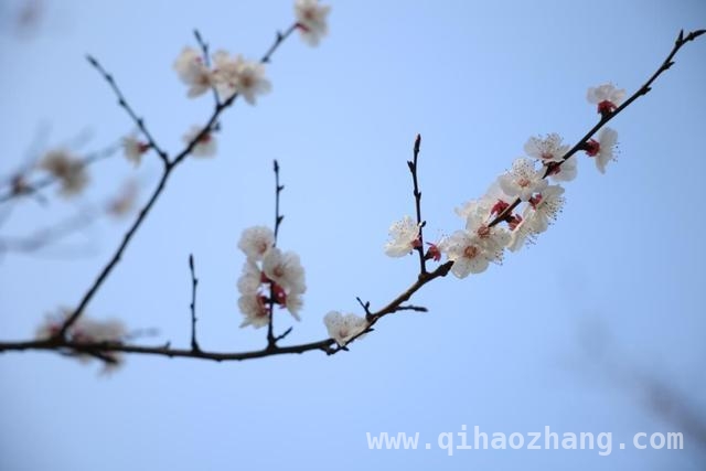 2025虹口都市樱花节浪漫启幕，邂逅春日繁花盛宴，跟着赏樱地图，打卡2025虹口都市樱花节