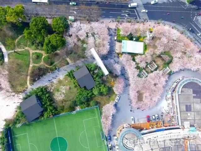 2025虹口都市樱花节浪漫启幕，邂逅春日繁花盛宴，跟着赏樱地图，打卡2025虹口都市樱花节