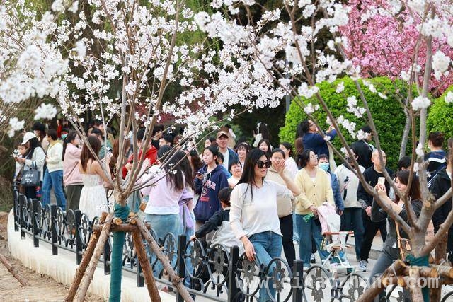 郑州人民公园：樱花烂漫绘就春日画卷 邂逅浪漫！郑州人民公园樱花盛景登场