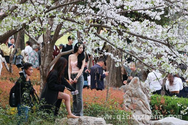 郑州人民公园：樱花烂漫绘就春日画卷 邂逅浪漫！郑州人民公园樱花盛景登场