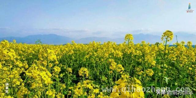 走进长安区，拥抱春日里的青山绿水和花海