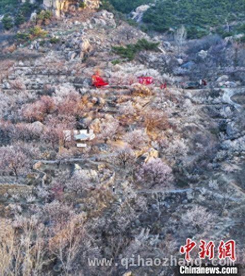 五莲县“探花”季：宋代文化与樱桃花海的梦幻邂逅，日照大旺村赏花盛宴：文化、美食与美景的完美融合
