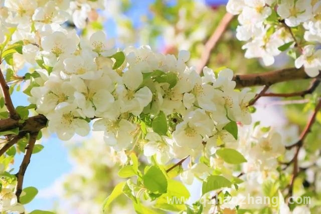 解锁愚农庄园梨花节！开启乡村春日新玩法
