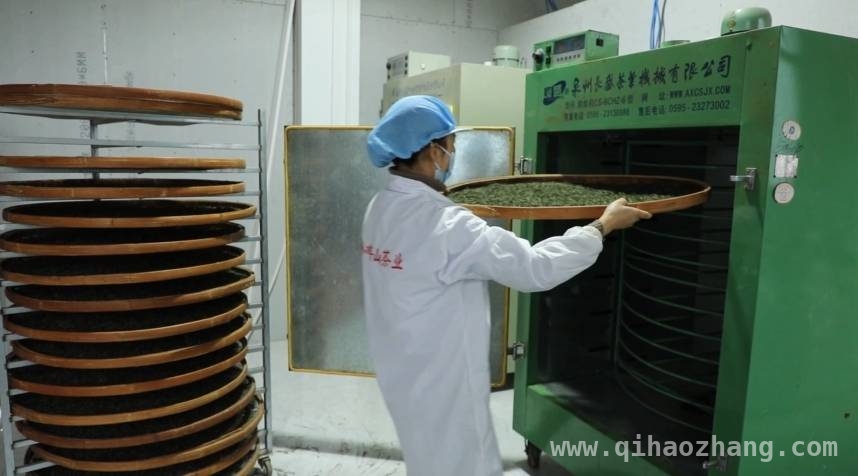 江华茶园：头采茶的极品之味与认领新模式