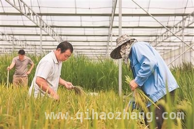 智慧育种：为中国种业创新注入科技新动能，南繁硅谷：以智慧育种筑牢中国农业“芯片”