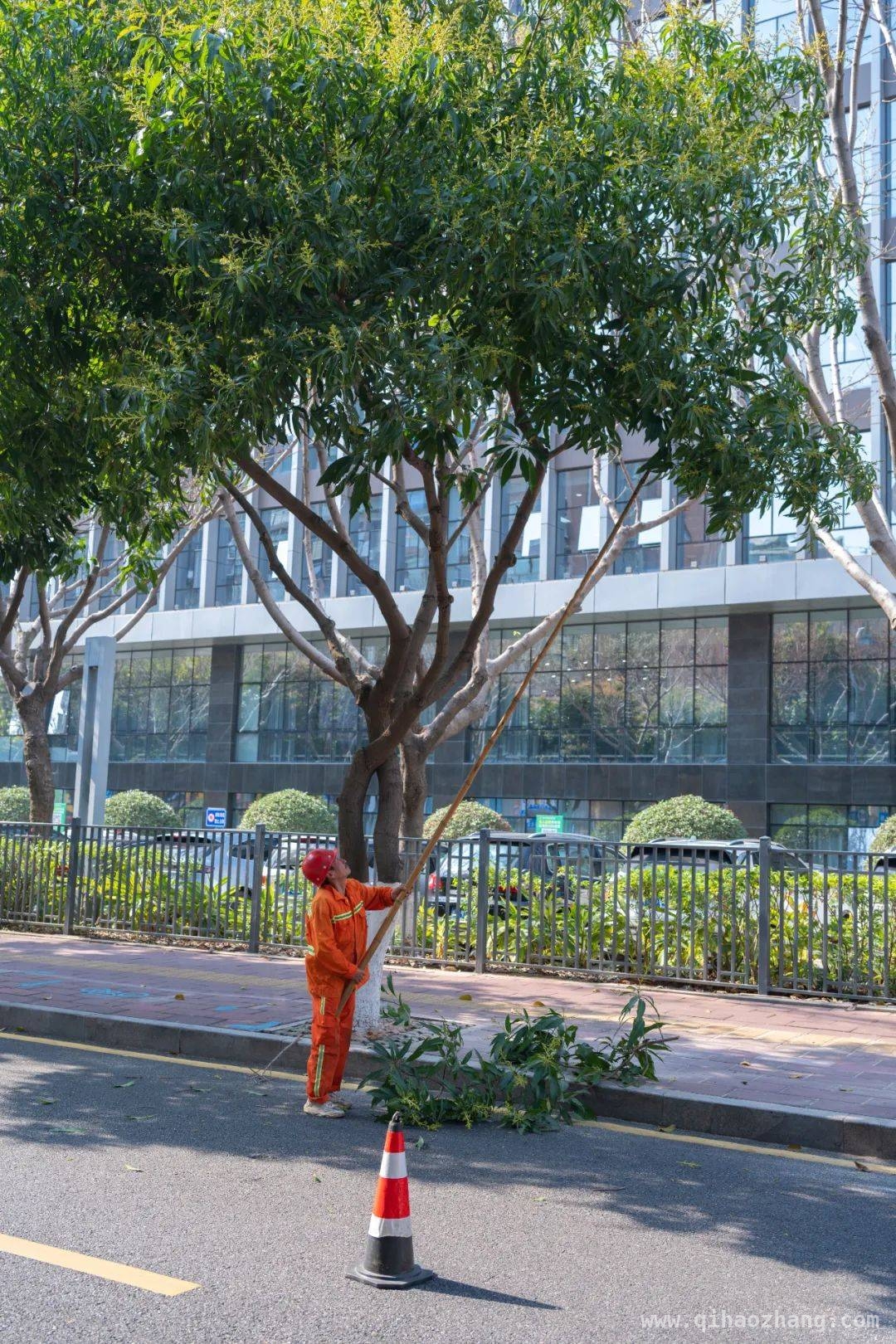 探秘厦门芒果树春季养护，控花控果背后的故事