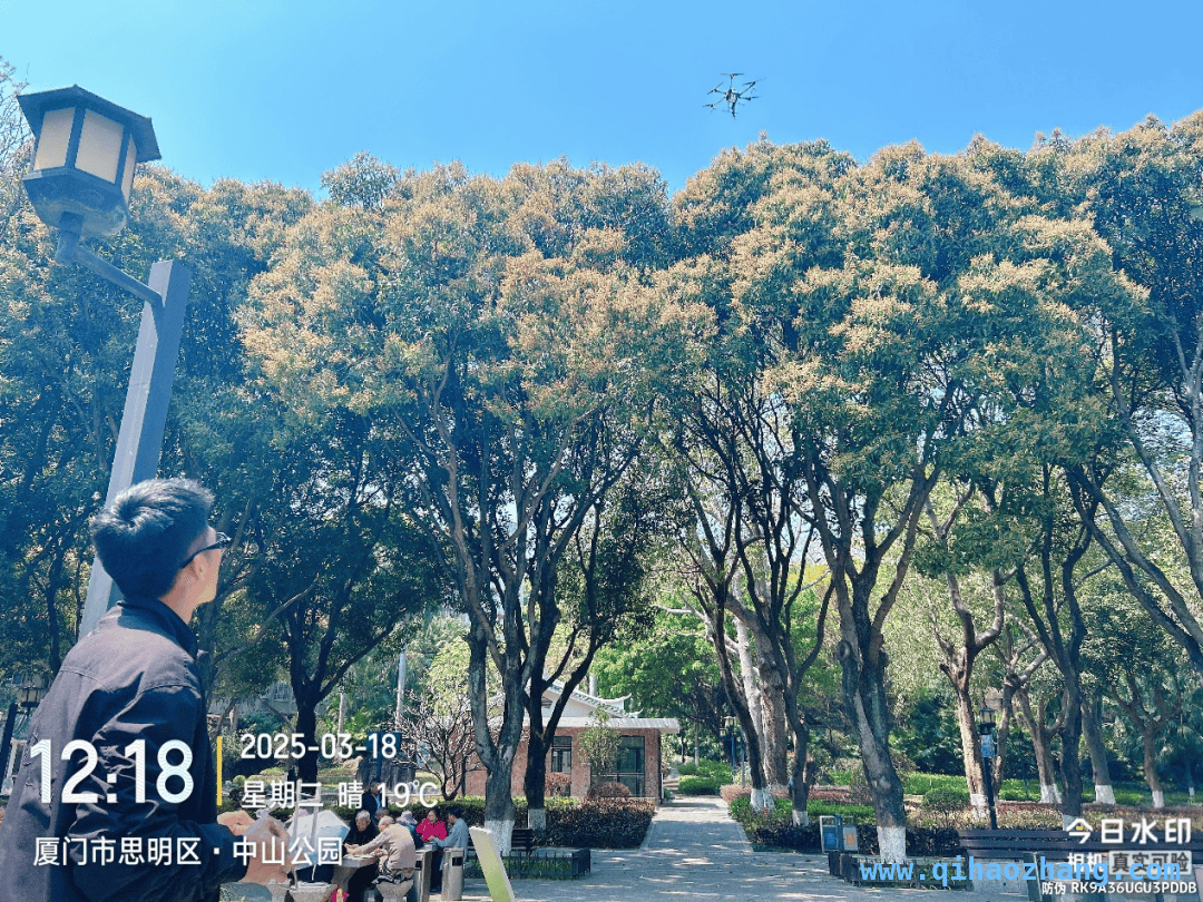 探秘厦门芒果树春季养护，控花控果背后的故事