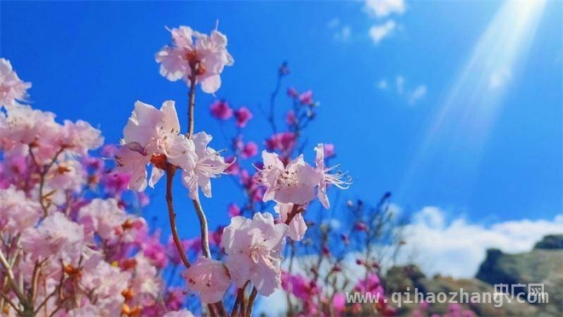 2025年春，相约内蒙古的多元文旅奇遇，春日盛邀！内蒙古2025春季文旅盛宴来袭