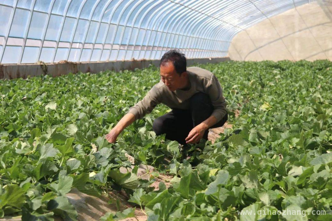 西峰甜瓜抢鲜登场，小水果带动大产业