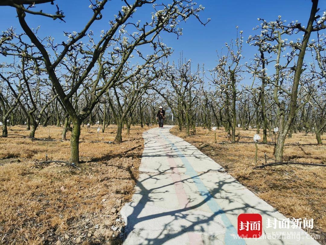 成都都市圈环线旁，师古镇梨花盛景引游客共赴春日之约，漫步什邡师古镇梨花园，感受乡村旅游新魅力