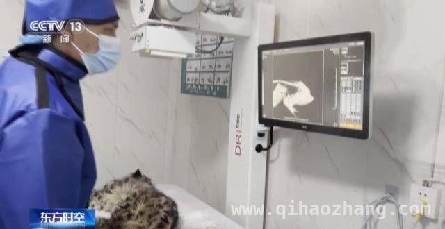 濒危雪豹“凌小蛰”的生命奇迹与生态价值，“凌小蛰”的重生：青海雪豹救助的启示