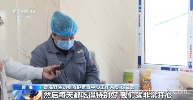濒危雪豹“凌小蛰”的生命奇迹与生态价值，“凌小蛰”的重生：青海雪豹救助的启示