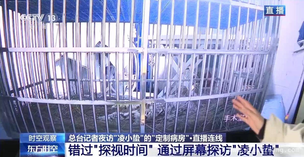 濒危雪豹“凌小蛰”的生命奇迹与生态价值，“凌小蛰”的重生：青海雪豹救助的启示