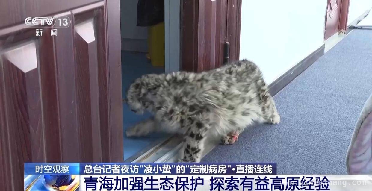 濒危雪豹“凌小蛰”的生命奇迹与生态价值，“凌小蛰”的重生：青海雪豹救助的启示