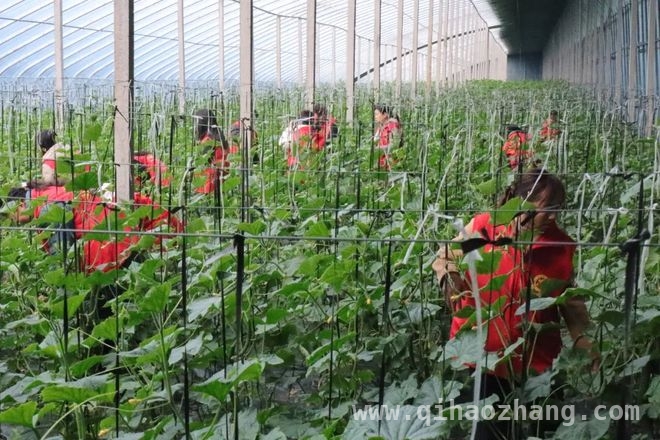 巾帼力量助力东平乡村农业振兴 春到东平大棚，巾帼助力农业书写振兴新篇