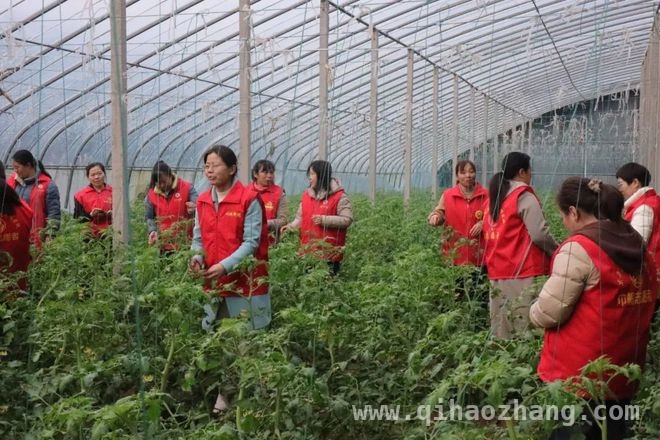 巾帼力量助力东平乡村农业振兴 春到东平大棚，巾帼助力农业书写振兴新篇