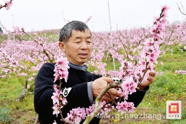 沙湾黄桃：春日繁花下的乡村经济新引擎，荣县沙湾村：从桃花烂漫到黄桃飘香的致富之路