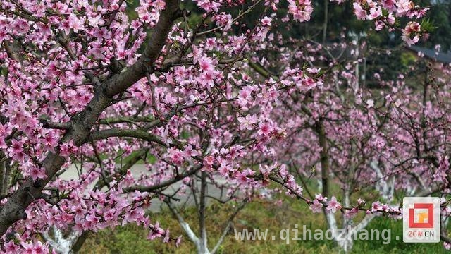 沙湾黄桃：春日繁花下的乡村经济新引擎，荣县沙湾村：从桃花烂漫到黄桃飘香的致富之路